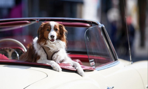 Hund in einem Oldtimer (Archiv)
