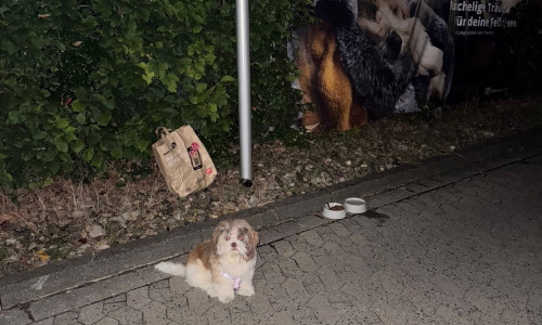 In Braunschweig wurde ein kleiner Mischlingsrüde mitten in der Nacht ausgesetzt – angebunden vor einem Tierladen