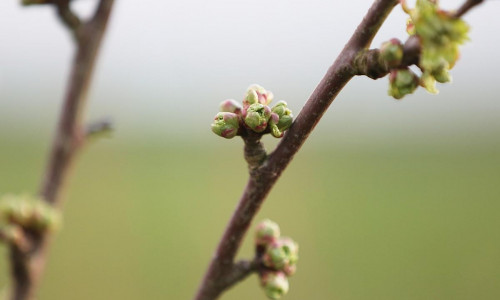 Knospen an einem Kirschbaum (Archiv)