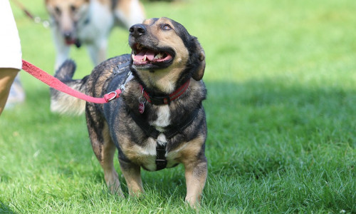 Nicht nur die Hunde können zeigen, was sie drauf haben.
