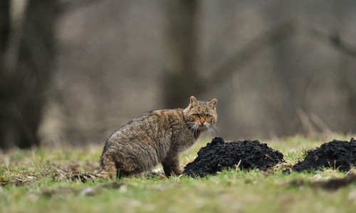 Nur im Harz und im Solling konnten bislang stabile Populationen gesichert nachgewiesen werden – dabei gehört der Solling sogar zu den wildkatzendichtesten Regionen bundesweit.