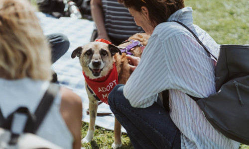 Beim Bark Date kann man den Hund fürs Leben finden.