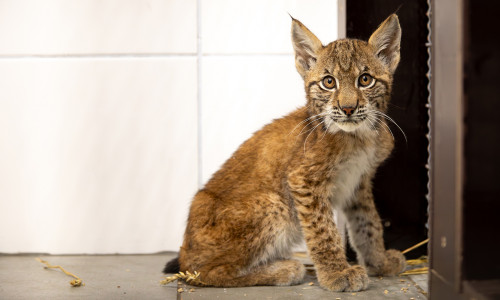 In der Wildtier- und Artenschutzstation Sachsenhagen bei Hannover werden zwei Luchswaisen aus dem Vorharz gepflegt. Die Jungtiere sind laut tierärztlicher Untersuchung unterernährt, haben aber augenscheinlich gute Überlebenschancen.