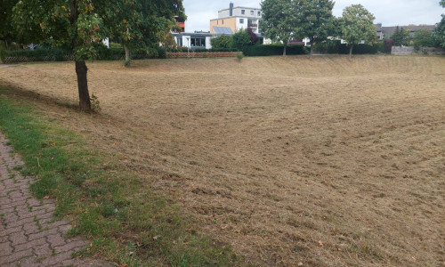 Der gesamte Bereich wurde gründlich abgemäht.