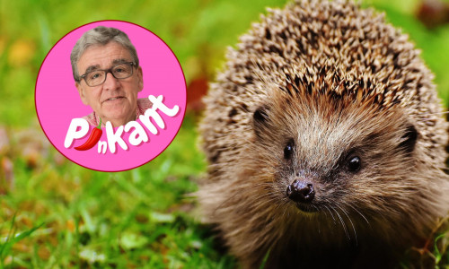 Der dicke Helmut hat da so eine Ahnung.