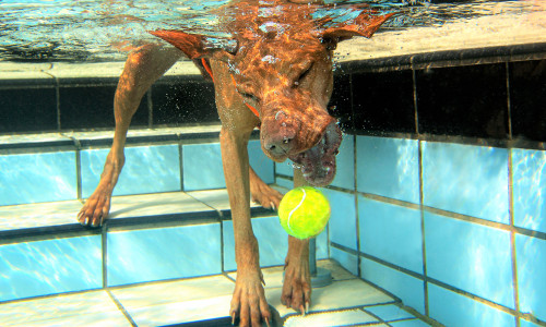 Bald gibt es wieder ein Hundeschwimmen im Freibad Raffteich.