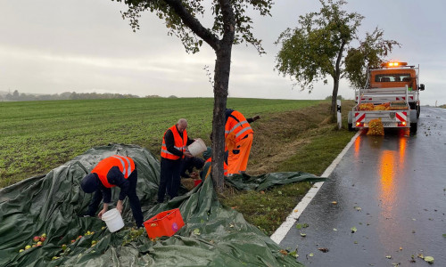 Die Apfelsammelaktion findet auf Streuobstwiesen und entlang der Kreisstraßen statt, wie hier 2022 bei Kissenbrück.