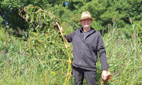 Kai Wunderling (Leiter des Geschäftsbereichs Abfallwirtschaft, Wasser- und Umweltschutz) rückte dem Springkraut persönlich zu Leibe