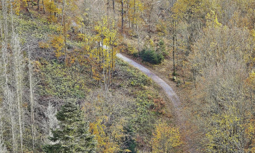 Wald mit Waldweg (Archiv)