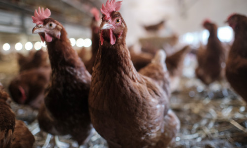 Zum Schutz vor einer Ausbreitung der Geflügelpest werden Teile des Landkreises Goslar zur Überwachungszone erklärt. 