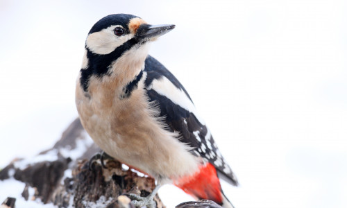 Auch der Buntspecht ist in so manchem Garten zu finden.