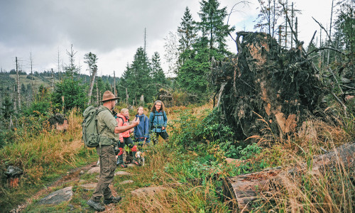 Natur erleben: Das ist bei einer Rangertour im Nationalpark Harz möglich.
