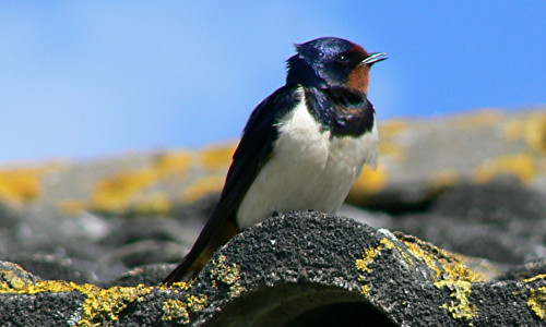 Eine Rauchschwalbe auf einem Dach.