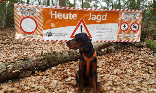 Jagd in Helmstedt führt zur Vollsperrung einer Kreisstraße (Symbolbild).