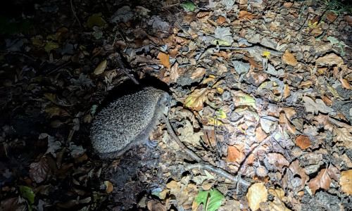 Der Igel konnte den Polizeigewahrsam verlassen.