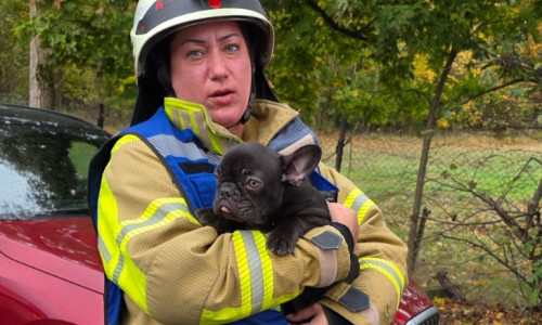 Die Feuerwehr rettete einen Hund aus dem Haus in Leiferde.