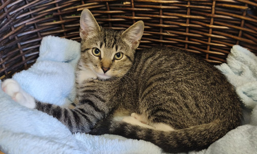 Regina ist eine süße, neugierige und sehr verträgliche junge Katze.