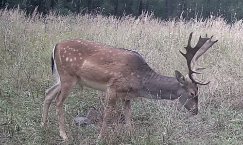 Dieser Hirsch wird gesucht.