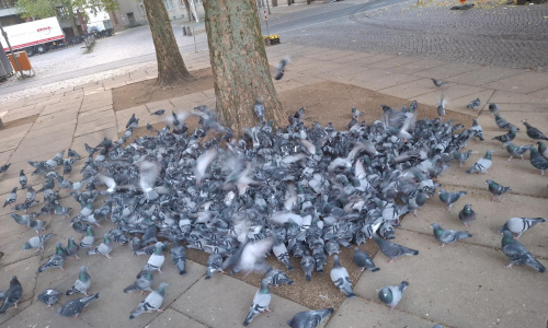 Ein Radfaher soll durch die Futterstelle am Dom gefahren sein. 