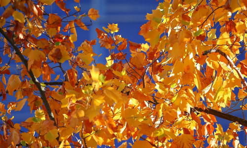 Herbstblätter (Archiv)