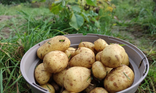 Geerntete Kartoffeln (Archiv)