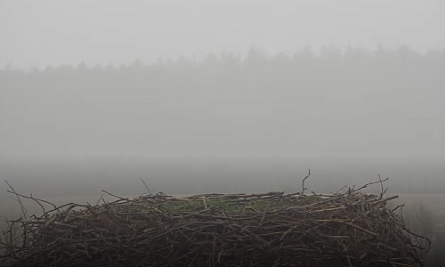 Das Nest von Fridolin und Mai ist noch leer. 