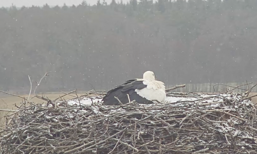 Ein Storch ist bereits da.