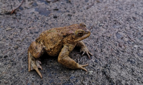 Seit 1999 wird die Sperrung der Wolfshagener Straße vorgenommen, um den Amphibien eine sichere Wanderung zu ermöglichen.