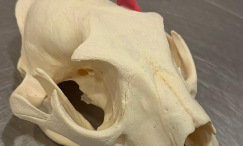 Leoparden-Schädel (Archiv)