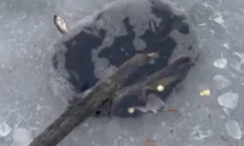 An einem Luftloch am Neuen Teich in Salzgitter sollen sich Fische sammeln.