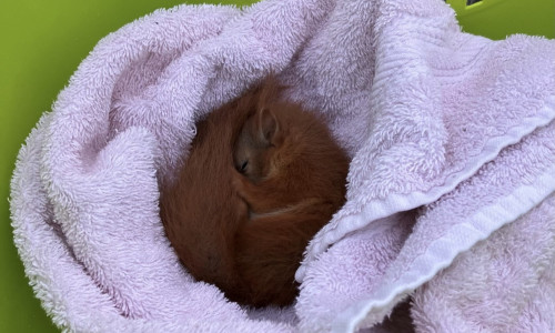 Dieses Eichhörnchen retteten die Einsatzkräfte der Feuerwehr.