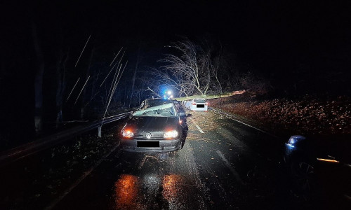 Herabstürzender Baum (Archiv)