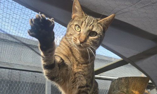 Sieben Katzen warten derzeit noch auf ein liebevolles Zuhause.