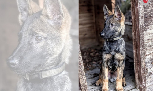 Der junge Schäferhund Kemi hat seine Ausbildung zum Polizeihund begonnen. 