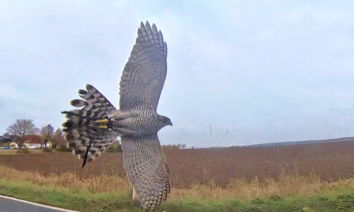 Ein Jagdausflug im November endete für Habicht „Alfons“ mit schweren Verletzungen.