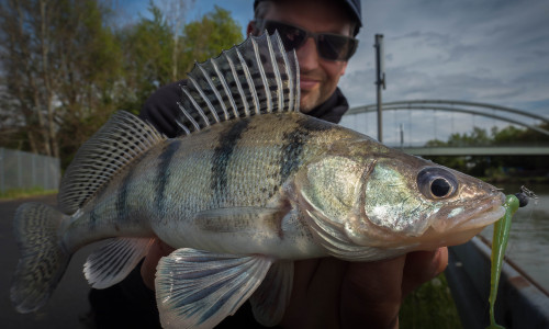 Der Wolgazander breitet sich weiter in Norddeutschland aus.
