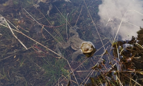 Kröten, Frösche, Molche & Co sind unverzichtbar für das ökologische Gleichgewicht.