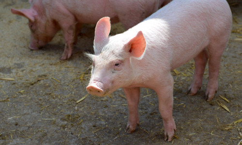 Ein Ferkel war plötzlich auf dem Schulhof zu Besuch (Symbolbild). 