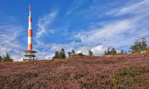 Der Brocken mit seinem einzigartigen Klima ist wichtiger Lebensraum besonders geschützter Arten.