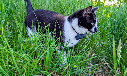 MIt einem GPS-Tracker können Katzen geortet werden.