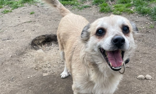 Für Martha wird dringend eine Pflegestelle gesucht.