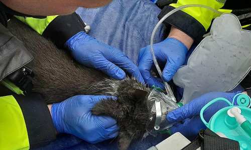 Verletzte Katze nach Feuer auf einem Balkon  (Archiv)