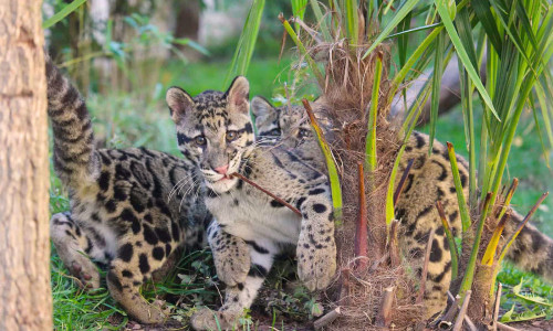 Selten und besonders: Der Nebelparder ist das Wappentier des Artenschutzzentrums.