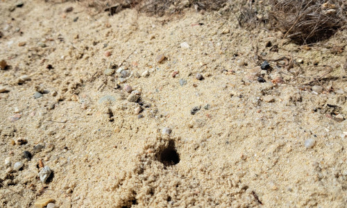 Das Auftreten der Wildbienen ist ein positives Signal für eine intakte Umwelt.