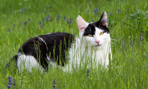 Freigang kann für Katzen bereichernd sein.