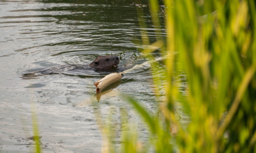 Wo der Biber wirkt, profitieren Gewässer, Artenvielfalt und letztlich auch wir Menschen, so der NABU Niedersachsen.