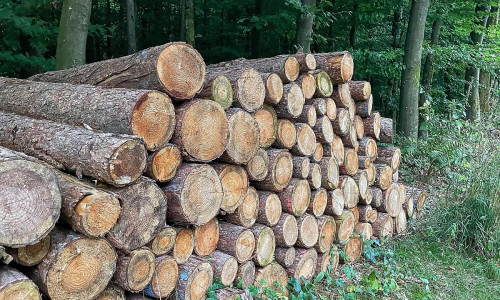Holzstämme im Wald (Archiv)