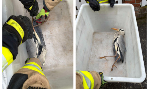 Der Graureiher wurde von Schnur und Metallbügel befreit.