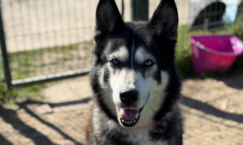 Husky-Rüde Navy ist ein toller Begleiter.
