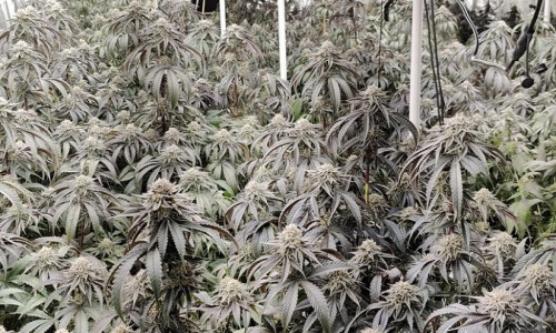 Cannabis-Plantage (Archiv)